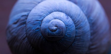 muszla ślimaka, abstrakcyjne makro zdjęcie