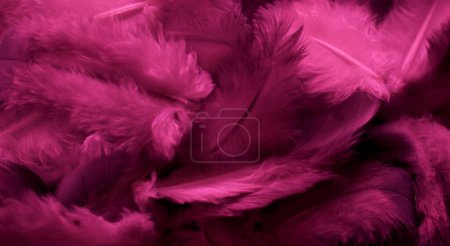 Photo for Red feather pigeon macro photo. texture or background - Royalty Free Image