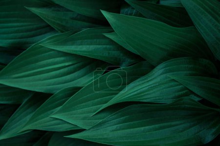 Photo for Dark green leaves, details textured floral background - Royalty Free Image