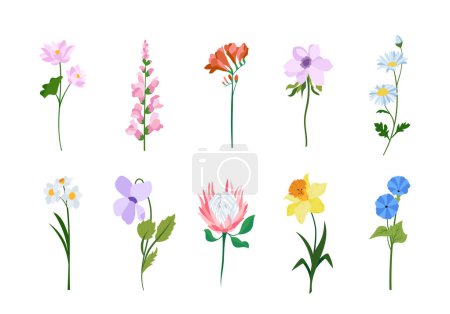 Realistische bunte flache Blumen. Perfekt für Illustrationen und Naturerziehung.