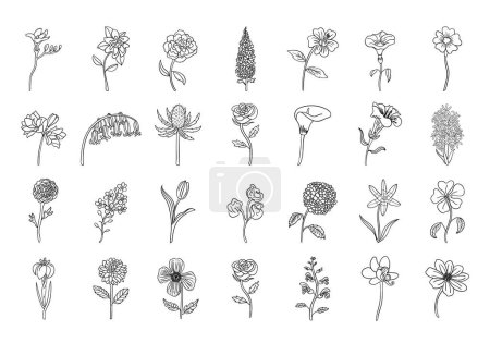 Illustration for Realistic handrawn flowers. Perfect for illustrations and education. - Royalty Free Image