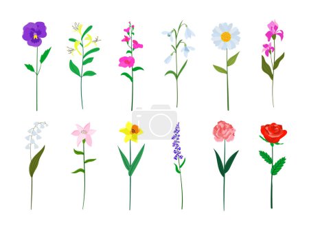 Realistic colorful flat design flowers set. Perfect for illustrations and education.
