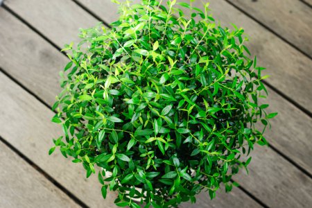 Photo for Green leaves of myrtle tree, top view. - Royalty Free Image