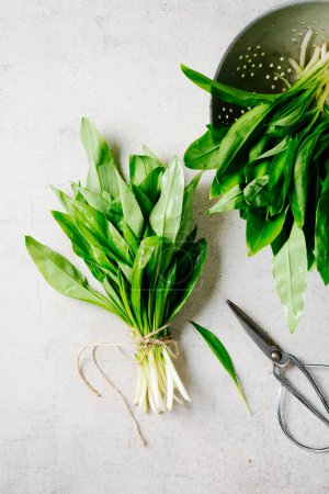 Photo for Fresh wild garlic, ramson leaves. Spring seasonal food. - Royalty Free Image