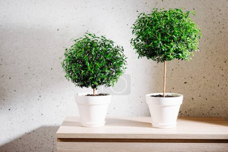 Photo for Potted myrtle topiary. Two green myrtle trees, Myrtus communis - Royalty Free Image