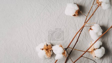 Cotton sprigs on natural cotton fabric, top view.