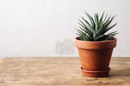 Succulent plant Haworthia in small pot on a wooden table.