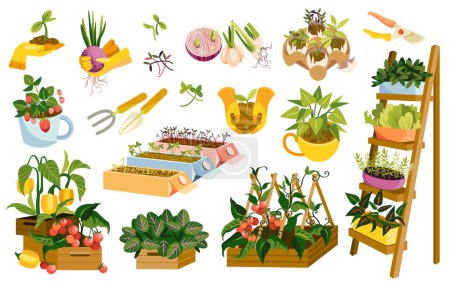 Collection of garden wooden boxes, tools, pots with plants and vegetables. Gardening and growing healthy food at home or on balcony isolated on white background. Hand drawn vector illustration.