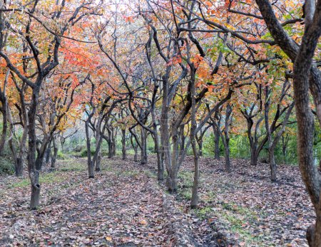 Beautiful autumn foliage of a persimmon fruit farm with fallen leaves