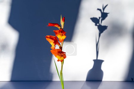 Foto de Hermosa flor de gladiolo en un jarrón con sombras con enfoque selectivo - Imagen libre de derechos