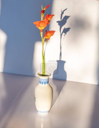 Foto de Tallo de flor de gladiolo naranja en jarrón de cerámica blanca con sombras aisladas sobre fondo blanco - Imagen libre de derechos