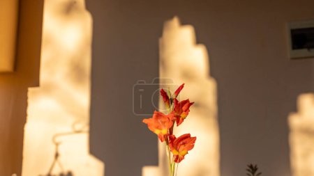 Foto de Primer plano de una sola flor de gladiolo naranja con enfoque selectivo - Imagen libre de derechos