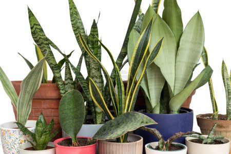 Snake plant collection isolated on a white background