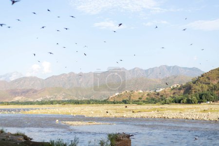 Foto de Bandada de pequeños pájaros (abababel) Tragada volando sobre un río - Imagen libre de derechos