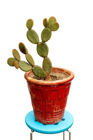 Foto de Hermoso conejito orejas de cactus en maceta roja - Imagen libre de derechos