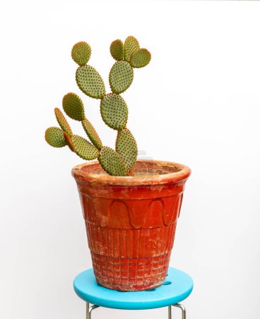 Photo for Opuntia microdasys cactus in red pot over a white background - Royalty Free Image