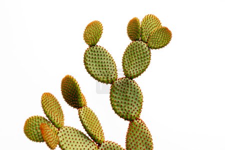 Photo for Orange bunny ears cactus isolated on white background - Royalty Free Image