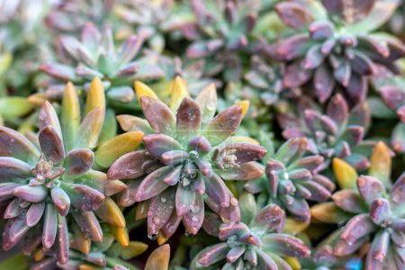 Téléchargez les photos : Graptosedum Darley Sunshine Plantes succulentes vue rapprochée - en image libre de droit