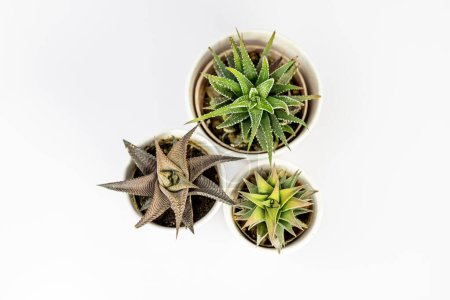 Foto de Haworthia ornamental suculentas macetas plantas vista superior - Imagen libre de derechos