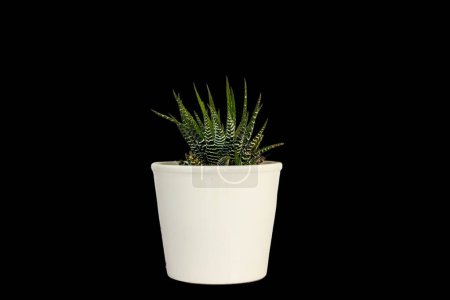 Foto de Cactus Haworthia cebra en maceta de cerámica blanca aislada sobre fondo negro - Imagen libre de derechos