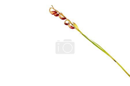 Foto de Gladiolo flor tallo seco con fondo con espacio de copia - Imagen libre de derechos