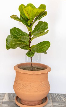 Téléchargez les photos : Ficus lyrata plante avec de grandes feuilles vertes dans un grand pot sur fond blanc - en image libre de droit