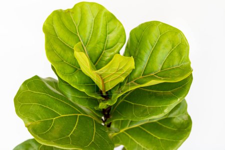 Photo for Lyrata ficus fiddle leaf fig high angle view on white background - Royalty Free Image