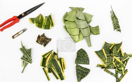 Photo for Leaves cuttings of different snake plant varieties for propagation on white background - Royalty Free Image