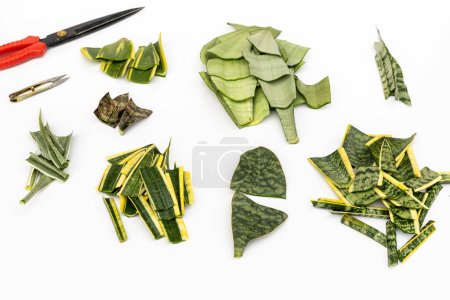 Photo for Leaves cuttings of different snake plant varieties for propagation - Royalty Free Image