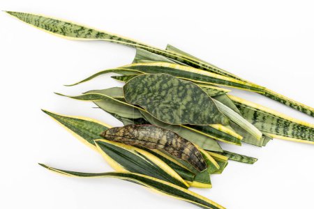 Photo for Mixed varieties snake plants leaves on white background - Royalty Free Image