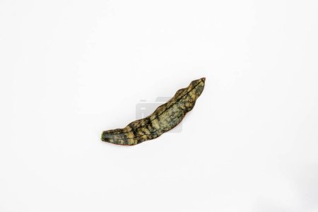 Photo for Sansevieria Kirkii coppertone snake plant leaf on white background - Royalty Free Image