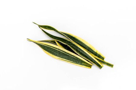 Photo for Sansevieria Trifasciata black gold leaves cuttings isolated on white background - Royalty Free Image