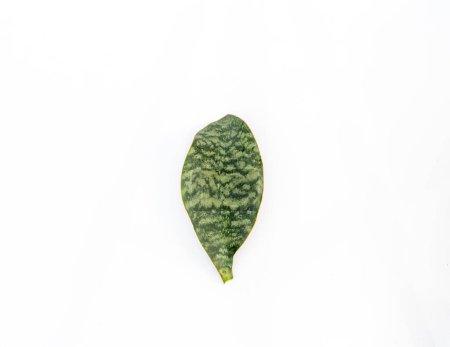 Photo for Sansevieria masoniana whale fin snake plant leaf on white isolated background - Royalty Free Image