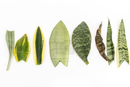 Différentes variétés de feuilles de serpent sur fond blanc vue grand angle