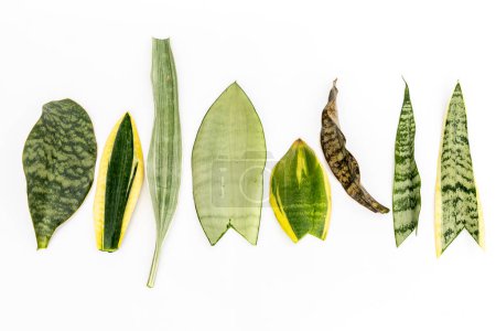 Photo for Mix varieties Snake plant leaves isolated on white background - Royalty Free Image