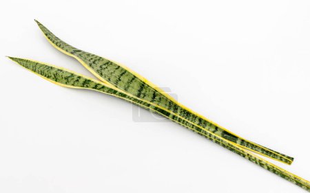Photo for Sansevieria Trifasciata Laurentii snake plant leaves closeup isolated on white background - Royalty Free Image