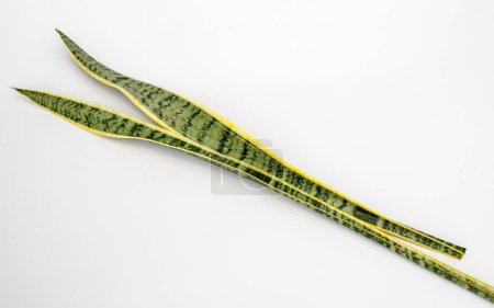 Photo for Sansevieria Trifasciata Laurentii snake plant leaves closeup isolated on white background - Royalty Free Image