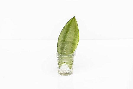 Photo for Snake plant water propagation isolated on white background - Royalty Free Image
