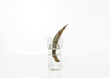 Foto de Propagación Sansevieria Coppertone kikii oulchara planta serpiente en frasco de agua - Imagen libre de derechos