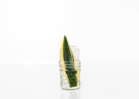Snake plant black gold propagating in water from leaf cutting