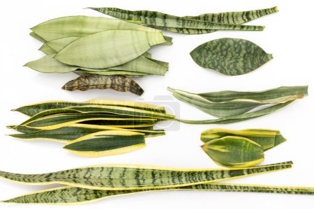 Téléchargez les photos : Sensaveria feuilles de serpent mélangées sur fond blanc isolé - en image libre de droit