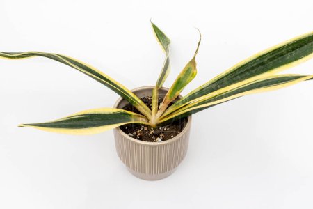 Sansevieria Trifasciata black gold root rot snake plant high angle view