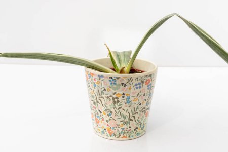 Téléchargez les photos : Sansevieria pourriture des racines de la plante de serpent blanc dans un pot en céramique isolé sur fond blanc - en image libre de droit