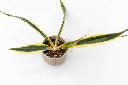 Photo for Sansevieria Trifasciata black gold root rot plant isolated on white background - Royalty Free Image