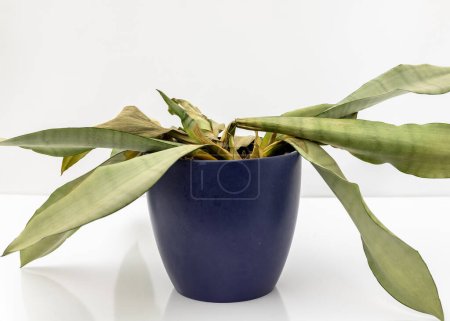 Photo for Sansevieria Trifasciata moonshine snakeplant dying plant - Royalty Free Image