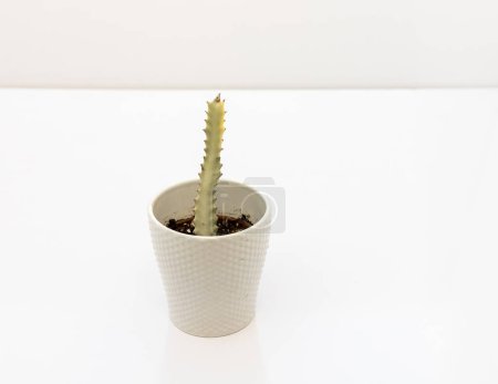 Foto de Euphorbia Lactea cactus fantasma blanco en maceta de cerámica sobre fondo blanco aislado. Enfoque selectivo. - Imagen libre de derechos