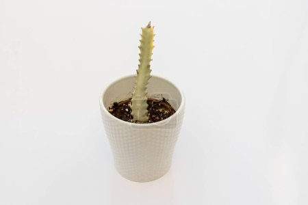 Foto de Euphorbia lactea cactus en maceta decorativa aislada sobre fondo blanco - Imagen libre de derechos