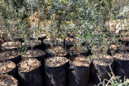Olive plants in grow bags closeup