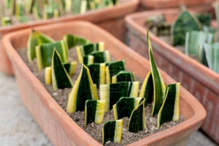 Photo for Sansevieria tirfasciata plants propagation by a leaf cuttings in pots. Selective focus - Royalty Free Image