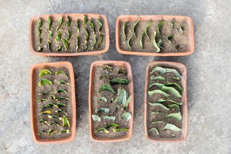 Téléchargez les photos : Cultiver des plantes de serpent Sanseveria à partir de boutures - en image libre de droit